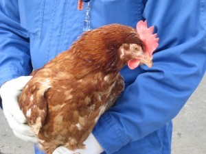 猛暑が鶏に与える影響と対策